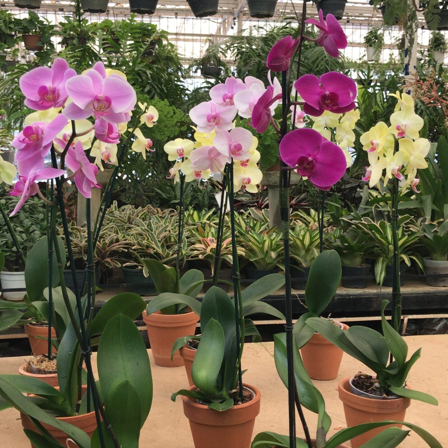 Orquídeas