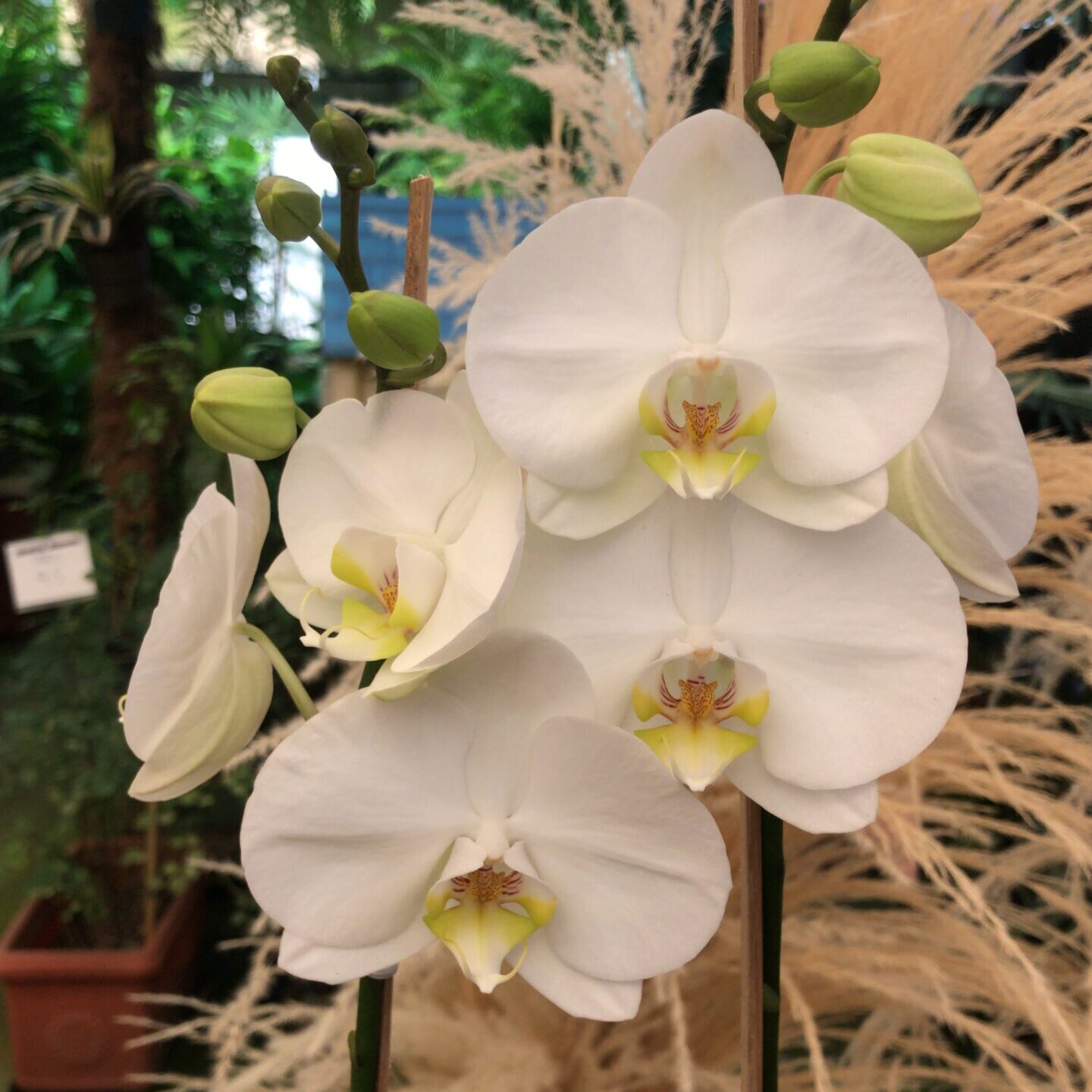 Orquídeas