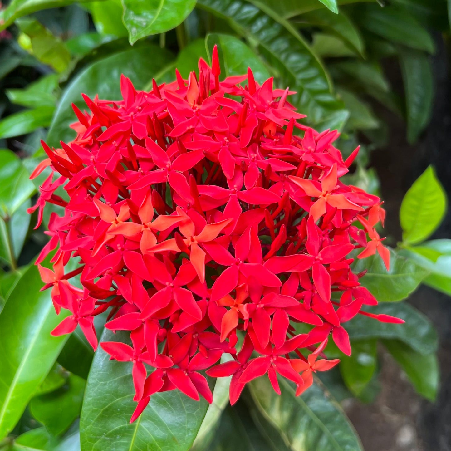 IXORA ENANA BM
