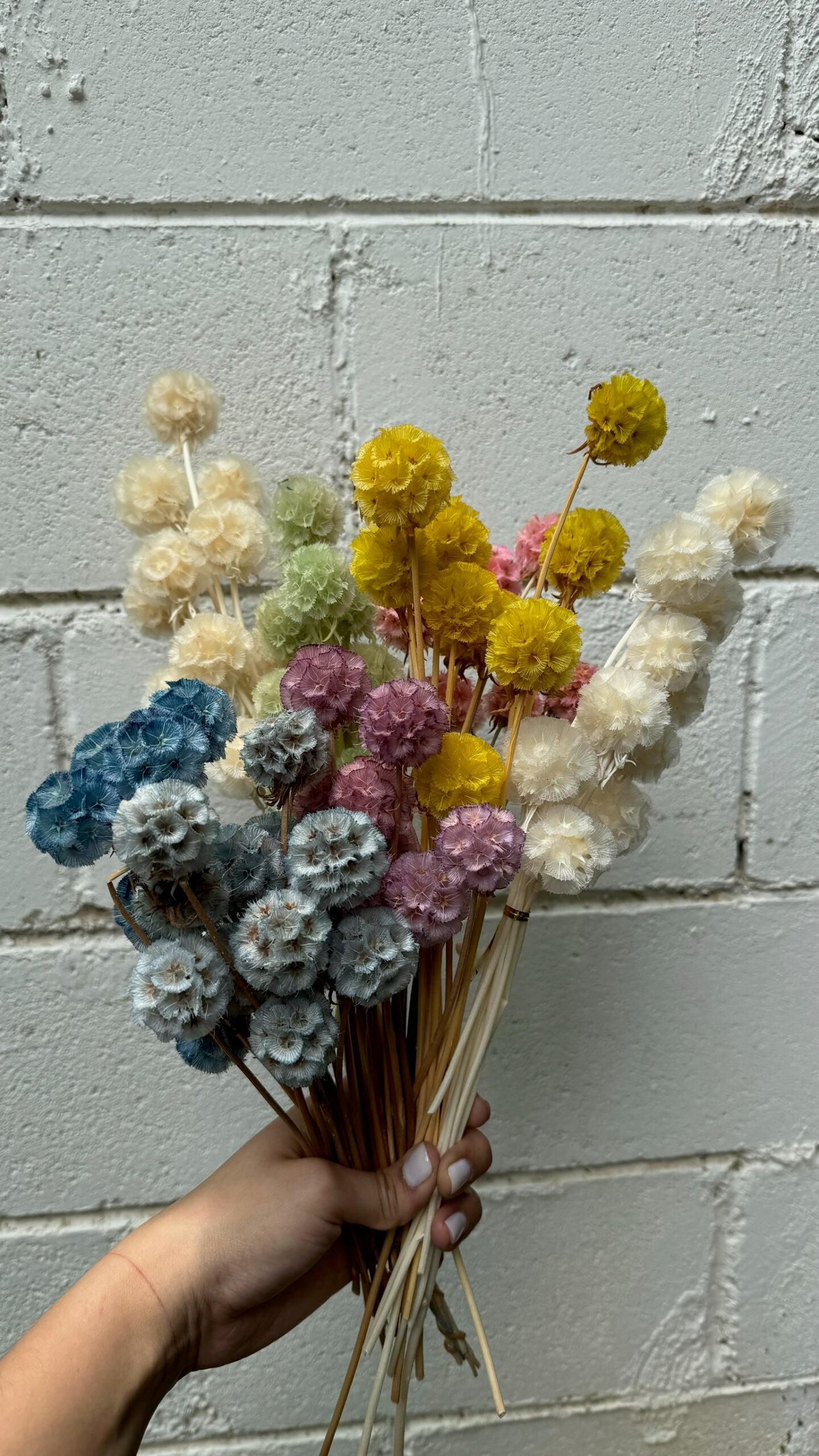 Scabiosa