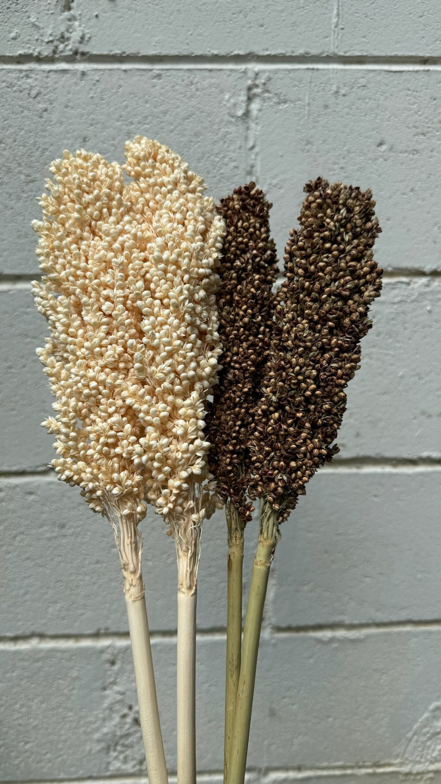 Sorgo