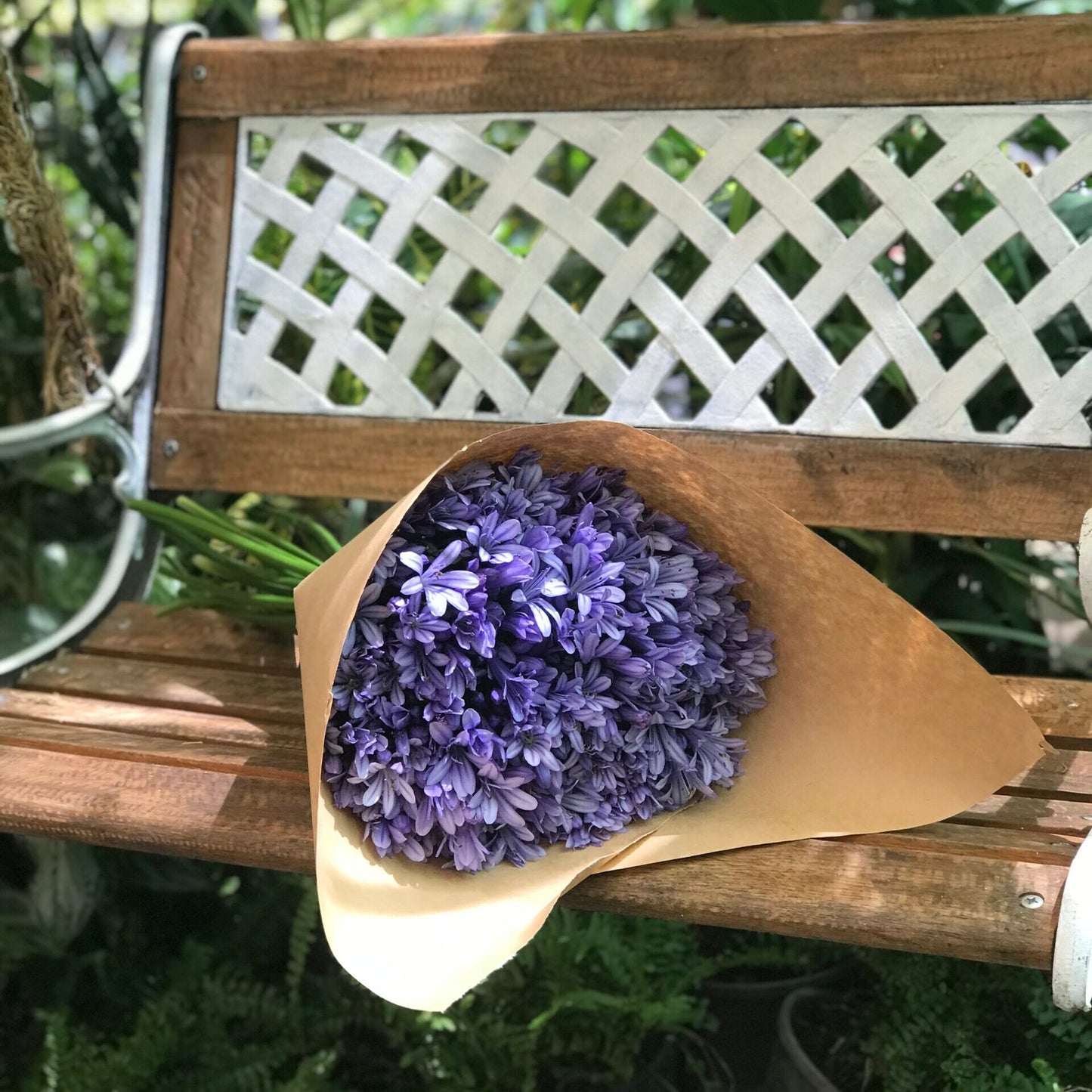 Agapanthus