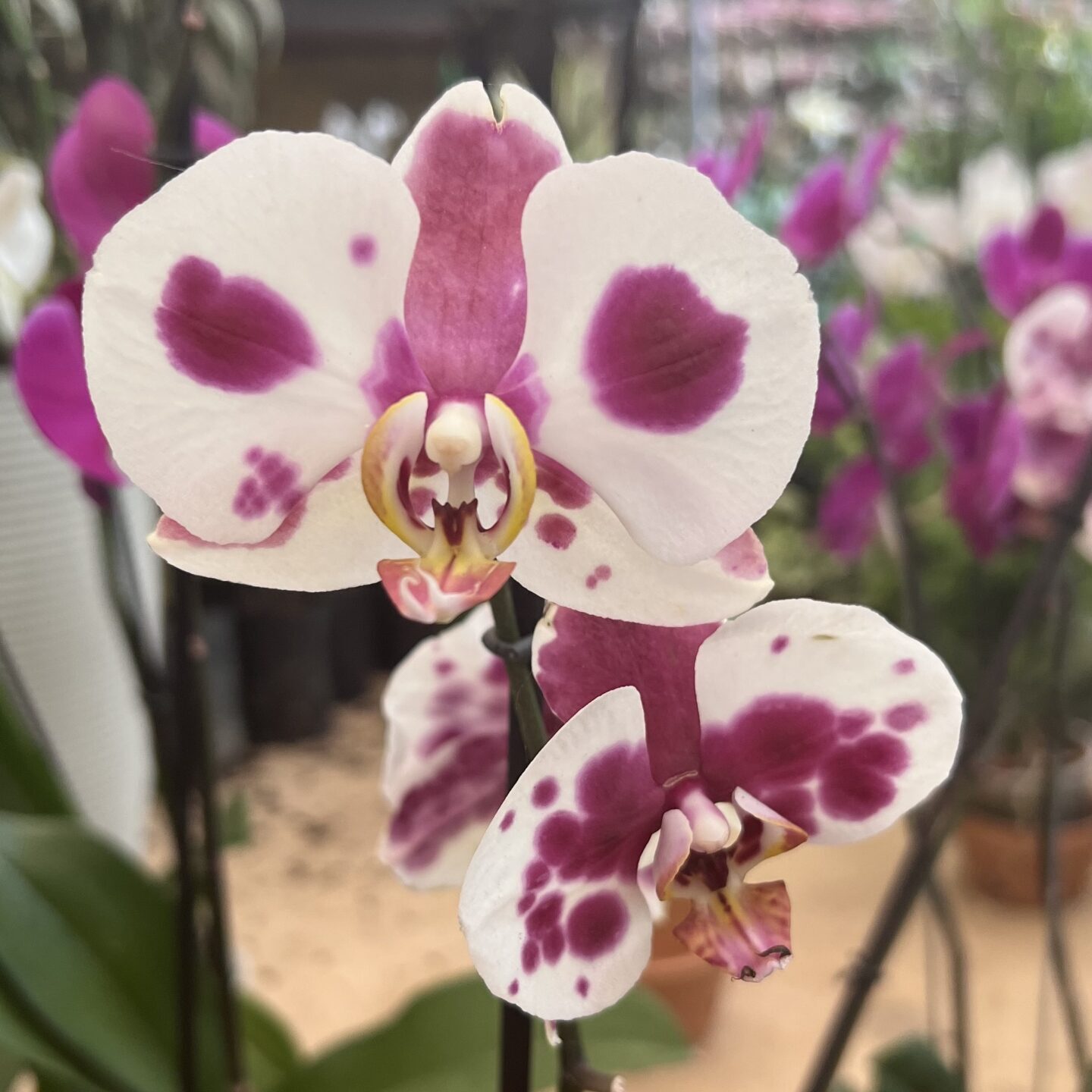 Orquídeas