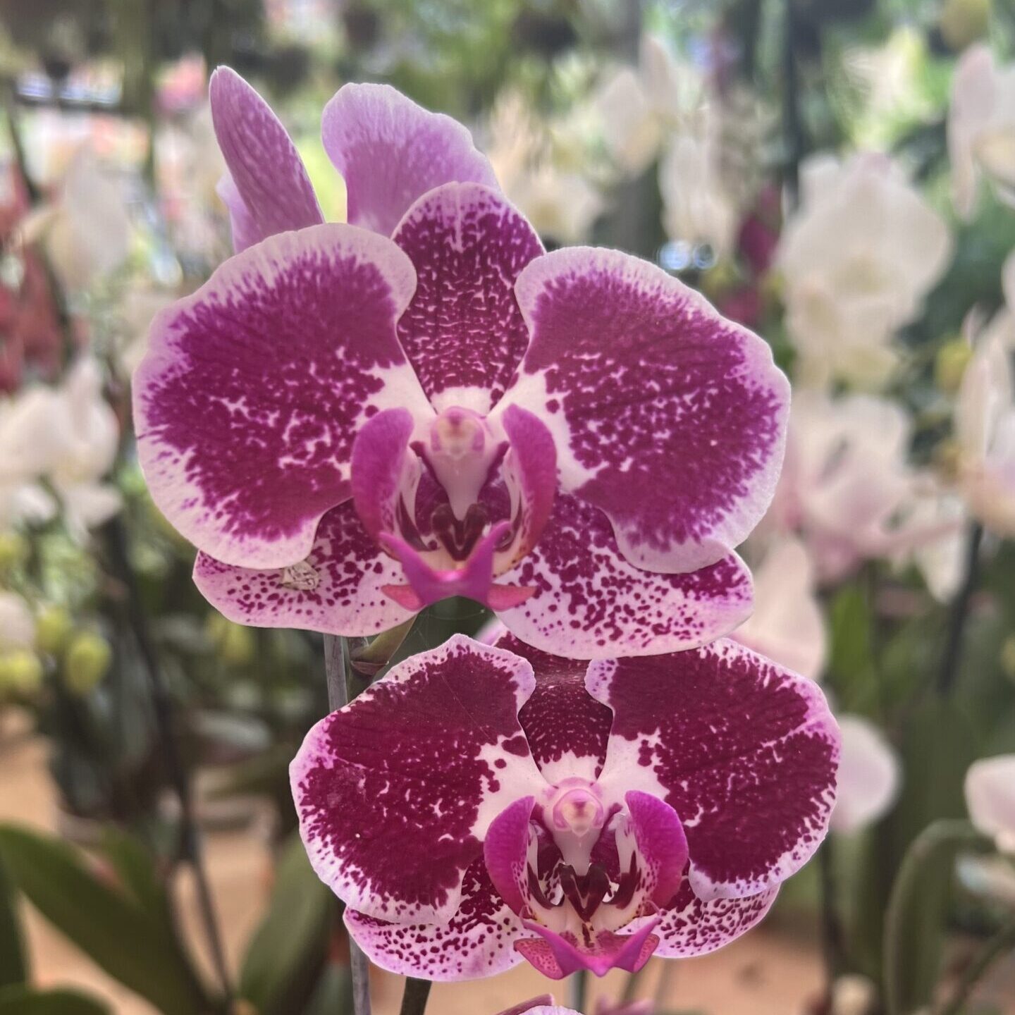Orquídeas