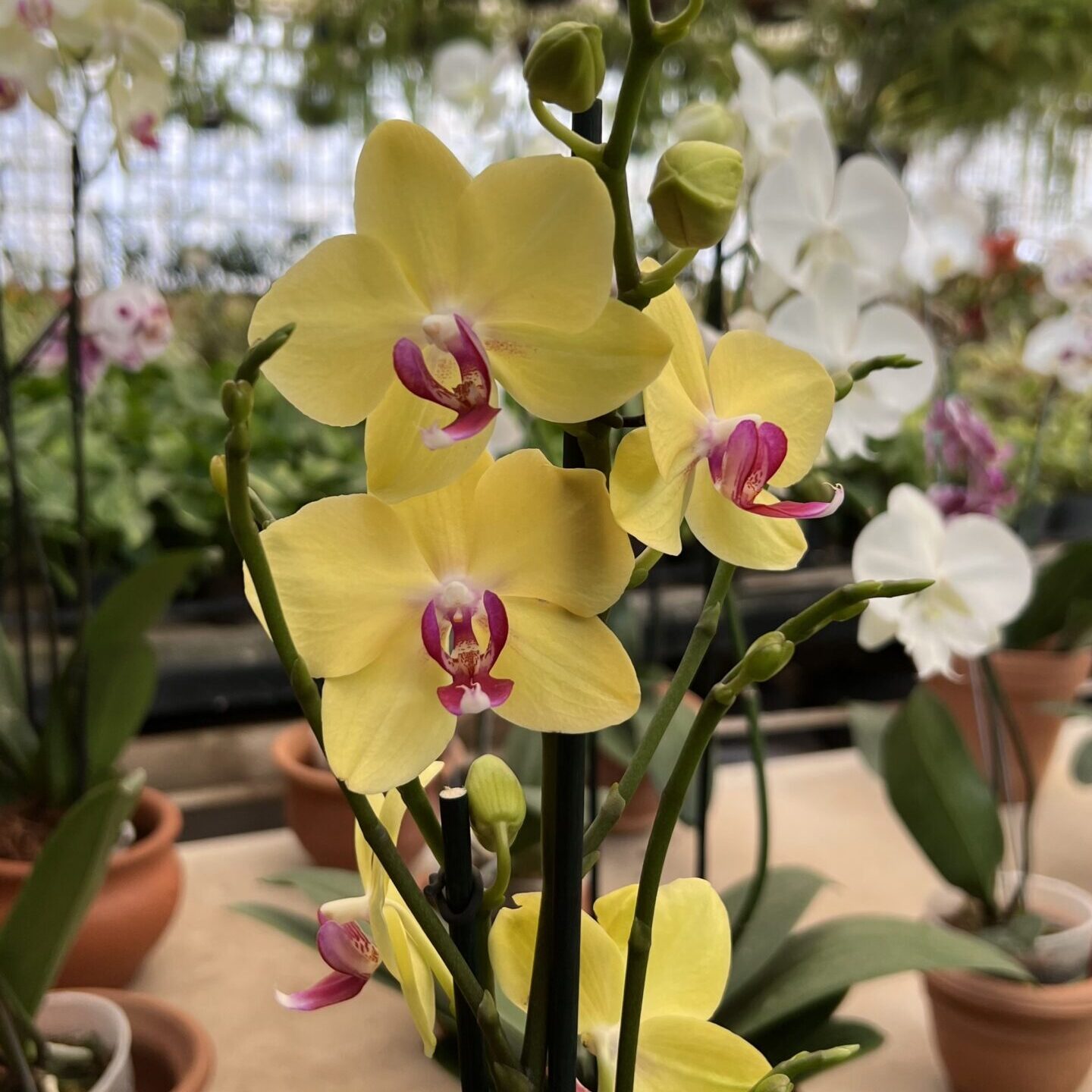 Orquídeas