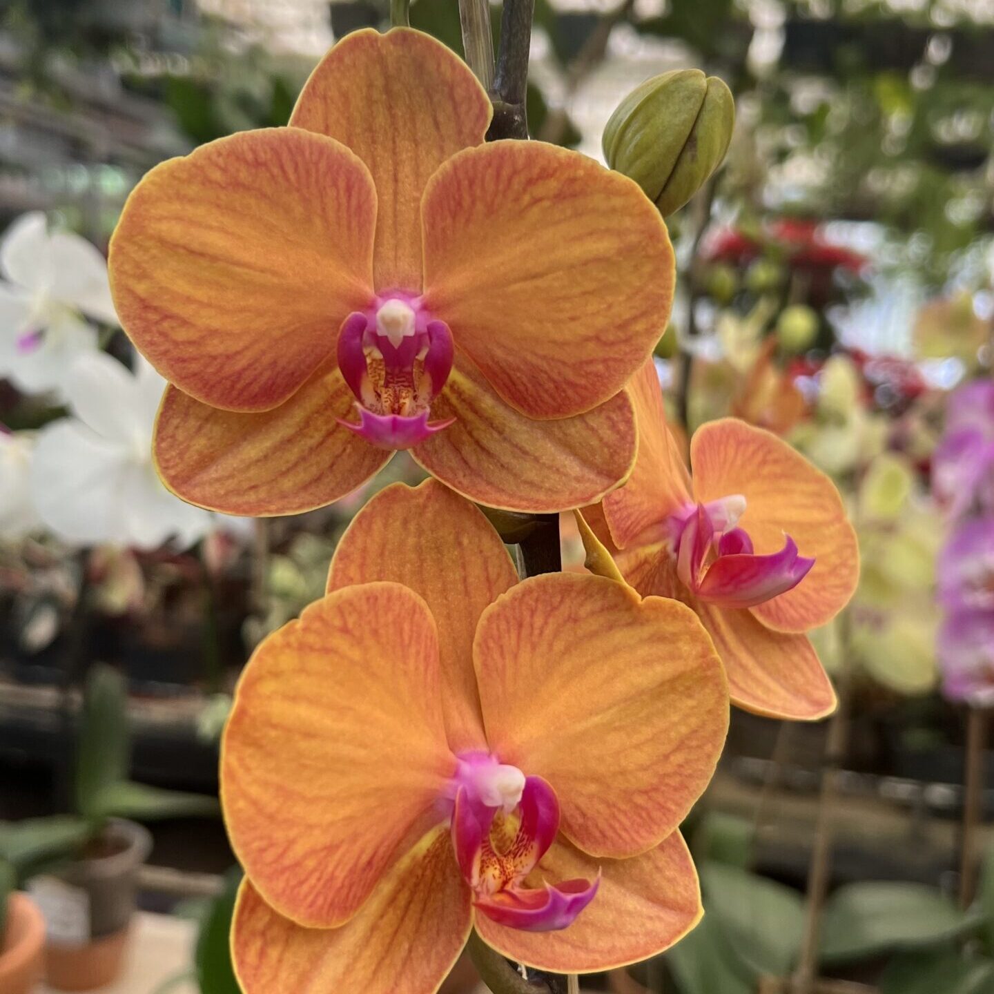 Orquídeas