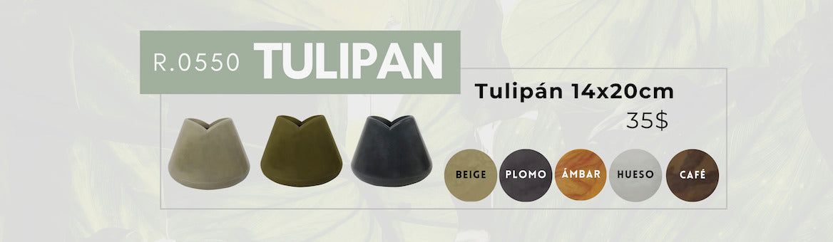 Tulipán