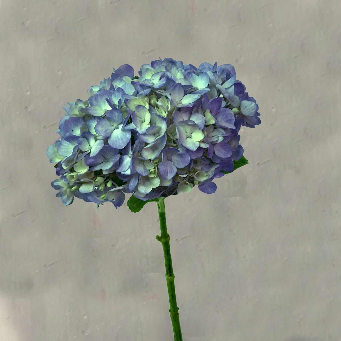Hortensias