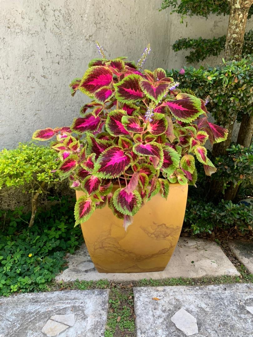 Plantas de Exterior