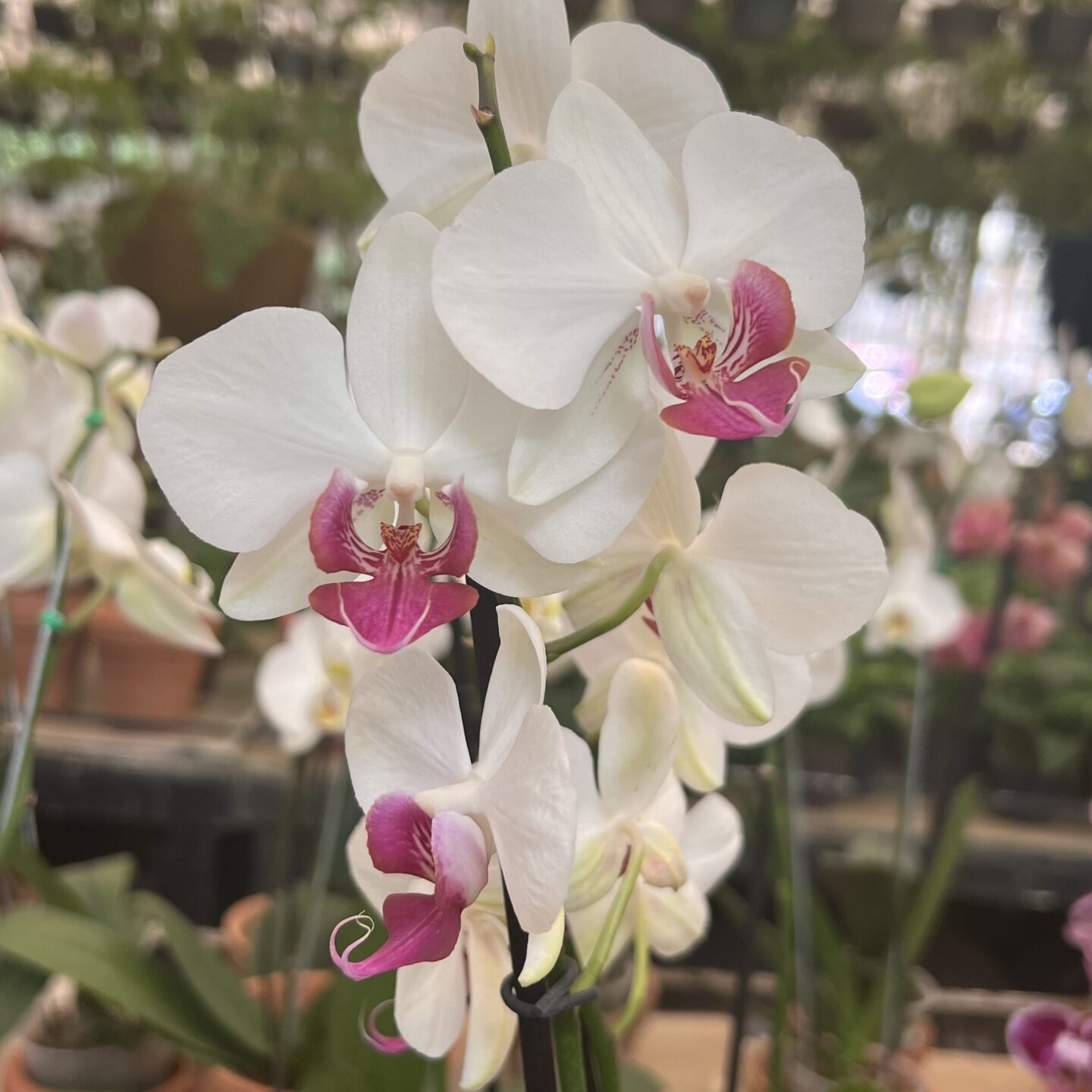 Orquídeas