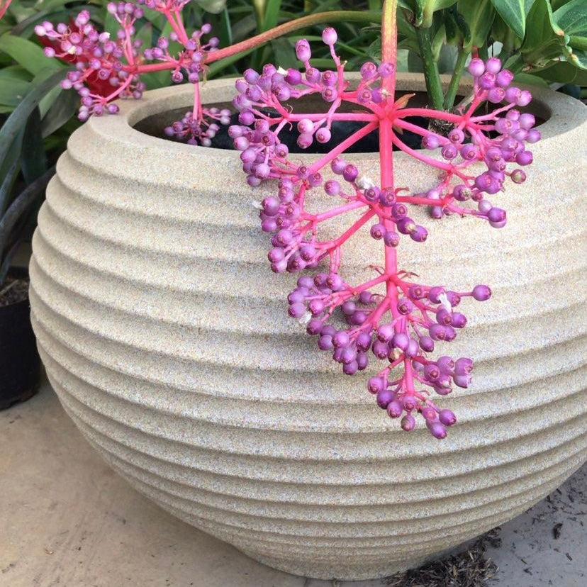 Bromelia
