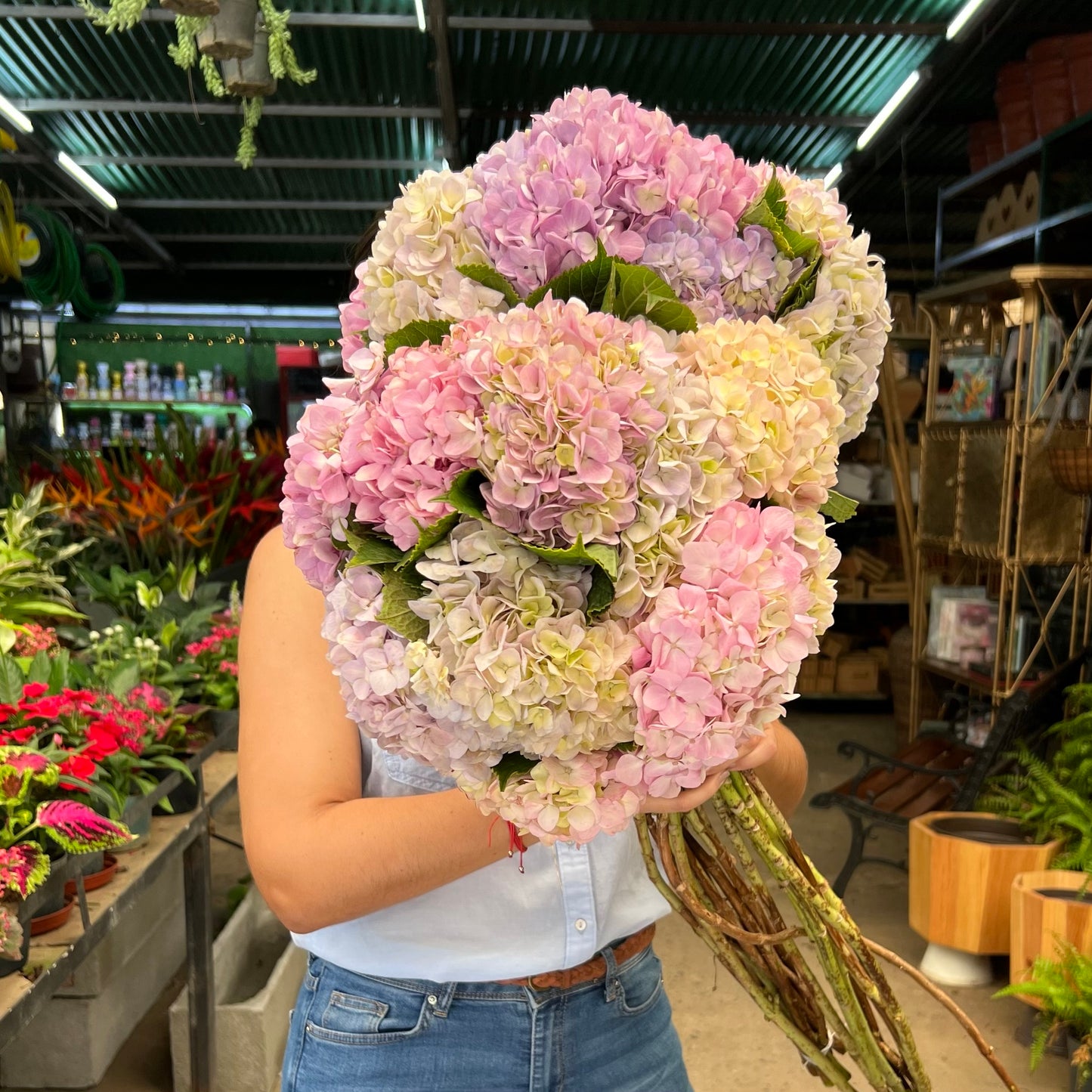 Hortensias