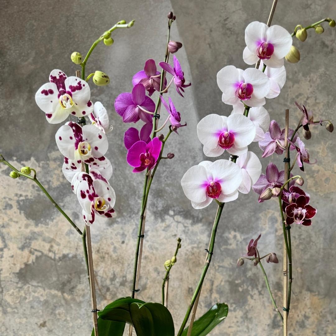 Orquídeas
